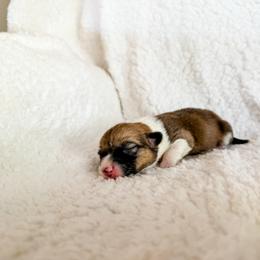 Diamond - Sable female Pembroke Welsh Corgi puppy in Phelan, California from Desert Sunset Pembroke Welsh Corgis