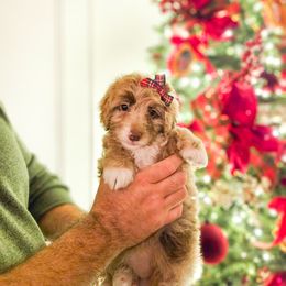 Clara - Chocolate merle female Bernedoodle puppy in Russell Springs, Kentucky from 270 Doodles
