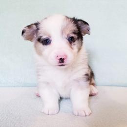 American Corgi and Pembroke Welsh Corgi Puppies from Whimsical Treasure Corgis
