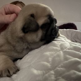 French Bulldog and Pug Puppies from Peachy Pugs