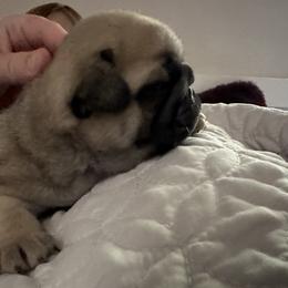 French Bulldog and Pug Puppies from Peachy Pugs