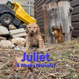 Juliet - Cream female Labradoodle puppy in Genoa City, Wisconsin from Sakura Pups