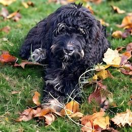 Daliah - Cavapoo