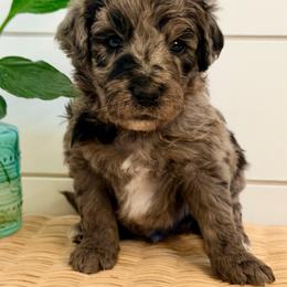 Birch - Merle male Goldendoodle puppy in Livermore, Colorado from Heritage Hills Family Doodles