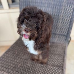 Elsa - Brown white and tan female Cockapoo puppy in Danielsville, Georgia from Meg's Doodles and Poodles
