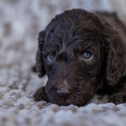 Blue - Brown Poodle puppy in Mc Kinney, Texas from Kenney kennels