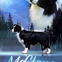 Border Collie Puppies from BMW Border Collies