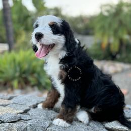 Boomer - Tri-color male Bernedoodle puppy in Ramona, California from Oak Knoll Doodles