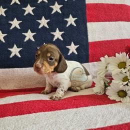 Megan smooth chcoolate pie girl - Piebald female Dachshund puppy in Herald, California from Bluegum Dachshunds