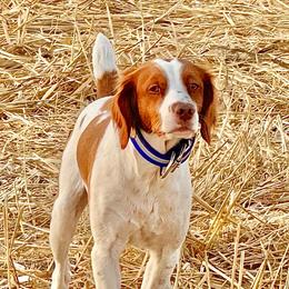 German Shorthaired Pointer All Grown Up from DragonPoint Gun Dogs