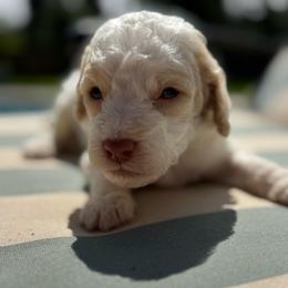 Buoy - Parti male Goldendoodle puppy in Shreveport, Louisiana from Cottage Doodles