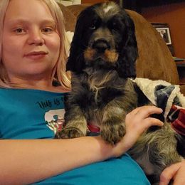 English Springer Spaniel Puppies from Rocky Mountain Springer Spaniels