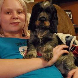 English Springer Spaniel Puppies from Rocky Mountain Springer Spaniels