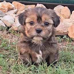Dakota - Brindle and white male Shorkie puppy in Aurora, Missouri from KnJ Precious Paws LLC