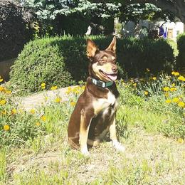 Saphire - Working Kelpie