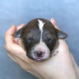 Falcon - Sable male Pembroke Welsh Corgi puppy in Fayetteville, Arkansas from Intergalactic Corgis