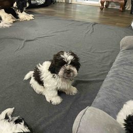 Shih Tzu Puppies from TACG