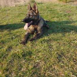 German Shepherd Puppies from Rose Valley German Shepherds