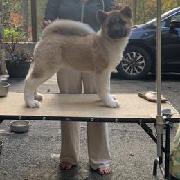 Akita Puppies from Sundara Akitas