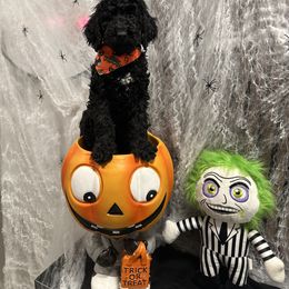 Poodle Puppies from Maison des Caniches