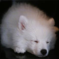 Japanese Spitz Puppies from Colorado Japanese Spitz