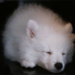 Japanese Spitz Puppies from Colorado Japanese Spitz