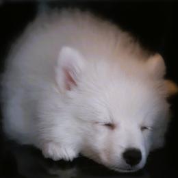 Japanese Spitz Puppies from Colorado Japanese Spitz