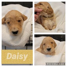 Goldendoodle Puppies from Nicole Christensen