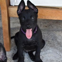 Belgian Malinois and Dutch Shepherds from Allpurposek-9