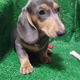 Forest - Blue and cream male Dachshund puppy in Randolph, Texas from Spindle's Little Treasures