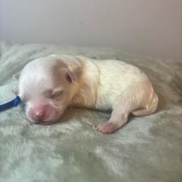 Mojo - White male Maltipoo puppy in Raleigh, North Carolina from Loveable Litters
