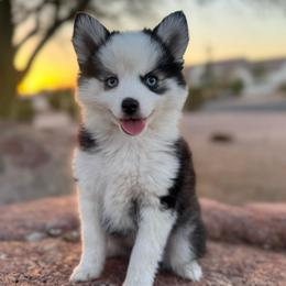 Eleanor - Black and white female Pomsky puppy in Mesa, Arizona from Platinum Pomskies