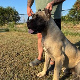 Hector Custodi Nos - Fawn male Cane Corso puppy in Cashion, Oklahoma from APEXOK Cane Corsos LLC
