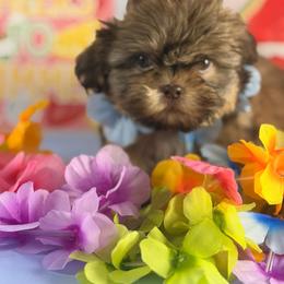 Blue - Chocolate male Shih Tzu puppy in Azusa, California from RJ Shih Tzu lover