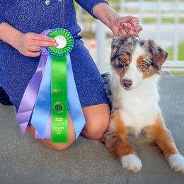 Miniature Australian Shepherds from Bonbelle