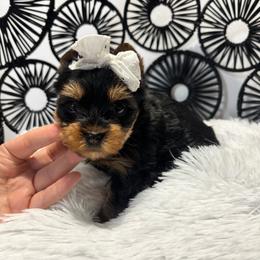 Brooke - Black and tan female Yorkshire Terrier puppy in Cornelia, Georgia from Kruz Kennels