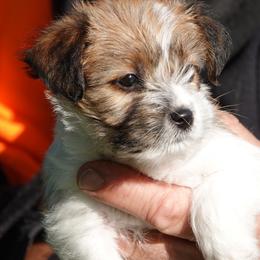 Stars 'N Stripes - White and tan male Russell Terrier puppy in Royal Oaks, California from Rose In Vale Russell Terriers