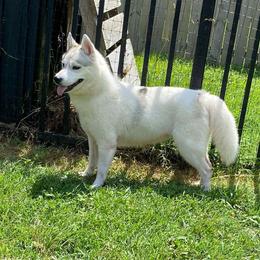 Halo - Siberian Husky