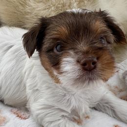 Dash - Parti male Yorkshire Terrier puppy in Stockton, California from Maranatha Yorkies - Stockton