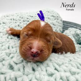 Nerds - Red  female Goldendoodle puppy in Sunman, Indiana from Brunsman Country Doodles LLC