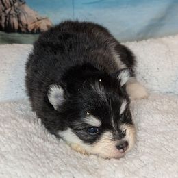 Anna - Black and white female Pomsky puppy in Spring Hill, Florida from www.PuppyTimeEmporium.com