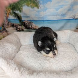 Anna - Black and white female Pomsky puppy in Spring Hill, Florida from www.PuppyTimeEmporium.com