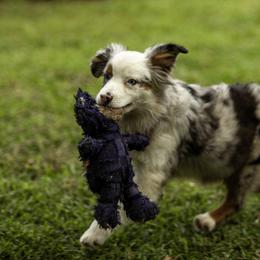 GT - Blue merle female Miniature American Shepherd puppy in Franklinville, North Carolina from Fine Hill Miniature Americans
