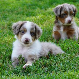 Red Merle Male - Red merle male Aussiedoodle puppy in Lawton, Oklahoma from Lindsey’s Aussies