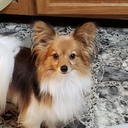 Henry  - Papillon