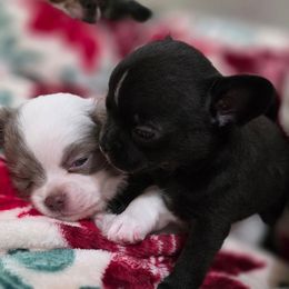 Anna Belle - Black and white female Chihuahua puppy in Amity, Pennsylvania from Rhoda and Verna