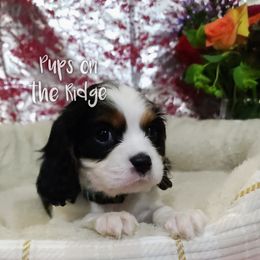 Cavalier King Charles Spaniel Puppies from Pups on the Ridge