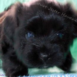 Havanese Puppies from Court Jester Havanese