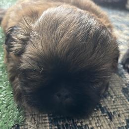 Shih Tzu Puppies from Denise's Shih Tzus