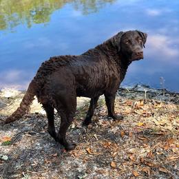 Chesapeake Bay Retrievers from Elizabeth Robinson's Chesapeake Bay Retrievers